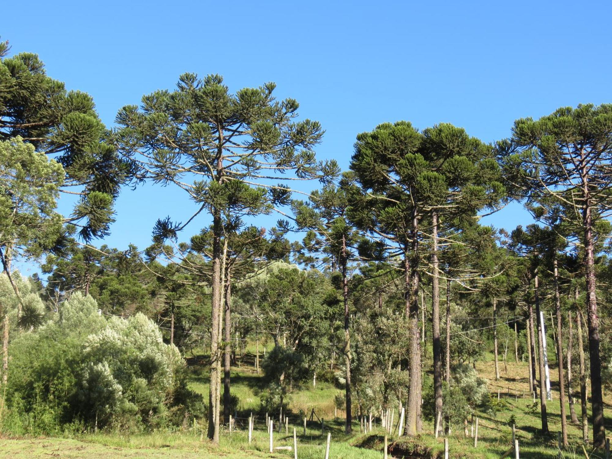 Villa Refugio Da Montanha Urubici Esterno foto